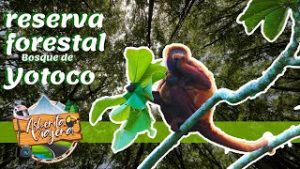 Reserva Forestal Yotoco